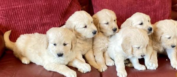 KC Registered Quality Golden Retriever puppies